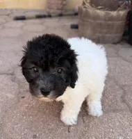 Oreo, a male Maltipoo for sale in Douglas, AZ – Photo 6 of 8