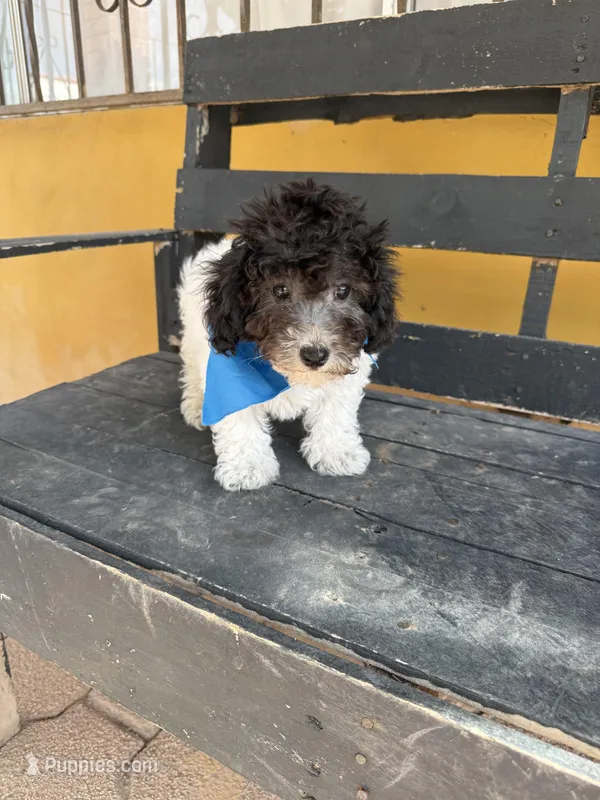 Oreo – Maltipoo puppy for sale in Douglas, AZ