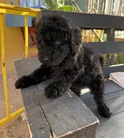 Luna, a female Poodle - Standard  for sale in Douglas, AZ – 7 of 10