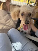 Tru, a male Poodle - Miniature  for sale in Douglas, AZ – Photo 9 of 10