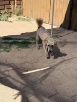 Tru, a male Poodle - Miniature  for sale in Douglas, AZ – Photo 6 of 10