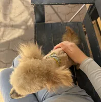 Tru, a male Poodle - Miniature  for sale in Douglas, AZ – Photo 3 of 10