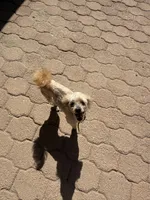 Tru, a male Poodle - Miniature  for sale in Douglas, AZ – Photo 10 of 10