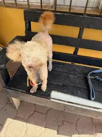 Tru, a male Poodle - Miniature  for sale in Douglas, AZ – Photo 4 of 10