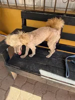 Tru, a male Poodle - Miniature  for sale in Douglas, AZ – Photo 5 of 10