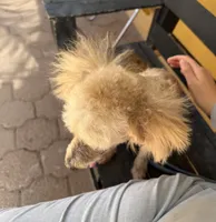 Tru, a male Poodle - Miniature  for sale in Douglas, AZ – Photo 7 of 10