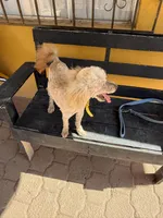 Tru, a male Poodle - Miniature  for sale in Douglas, AZ – Photo 8 of 10