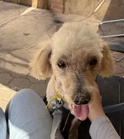 Tru, a male Poodle - Miniature  for sale in Douglas, AZ – Photo 1 of 10