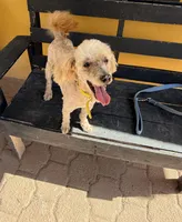 Tru, a male Poodle - Miniature  for sale in Douglas, AZ – Photo 2 of 10