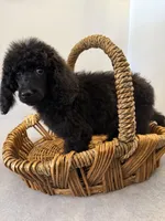 Luna, a female Poodle - Standard  for sale in Douglas, AZ – 7 of 10