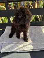 Willow, a female Poodle - Standard  for sale in Douglas, AZ – 9 of 9