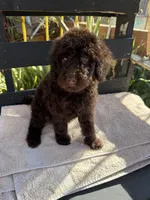 Willow, a female Poodle - Standard  for sale in Douglas, AZ – 5 of 9
