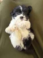 Louie, a male Shihpoo for sale in Douglas, AZ – 10 of 10