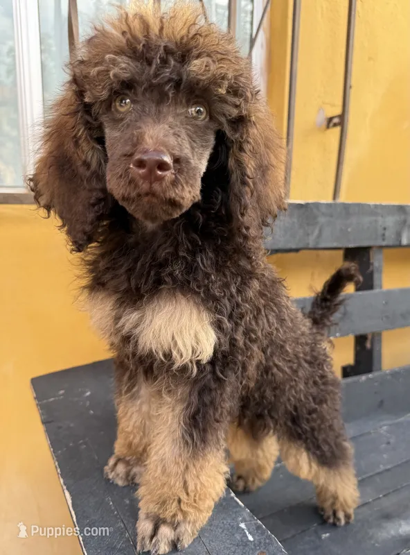 Bear – Poodle - Standard  puppy for sale in Douglas, AZ