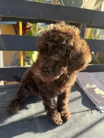 Moose, a male Poodle - Standard  for sale in Douglas, AZ – 3 of 10