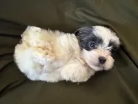 Winston, a male Shihpoo for sale in Douglas, AZ – 5 of 10