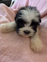 Millie , a female Shihpoo for sale in Douglas, AZ – 3 of 10