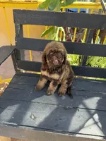 Hazel, a female Poodle - Standard  for sale in Douglas, AZ – 8 of 9