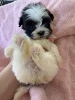 Millie , a female Shihpoo for sale in Douglas, AZ – 4 of 10