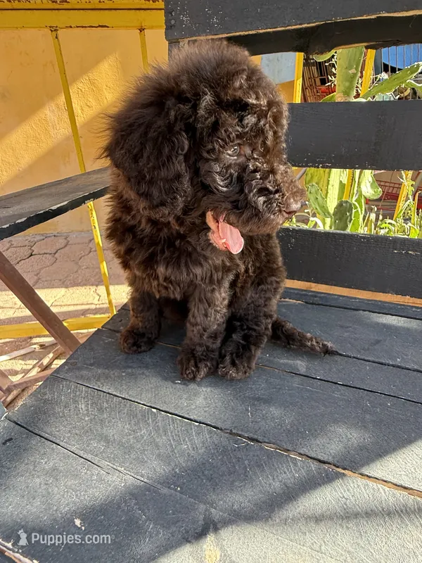 Willow – Poodle - Standard  puppy for sale in Douglas, AZ