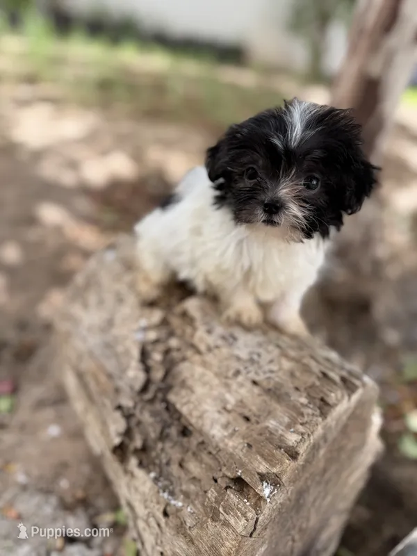Theo – Shihpoo puppy for sale in Douglas, AZ
