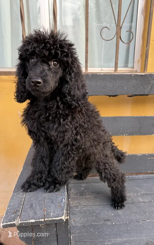 Luna – Poodle - Standard  puppy for sale in Douglas, AZ