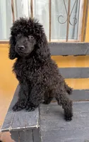 Luna, a female Poodle - Standard  for sale in Douglas, AZ – 1 of 10