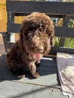 Willow, a female Poodle - Standard  for sale in Douglas, AZ – 7 of 9