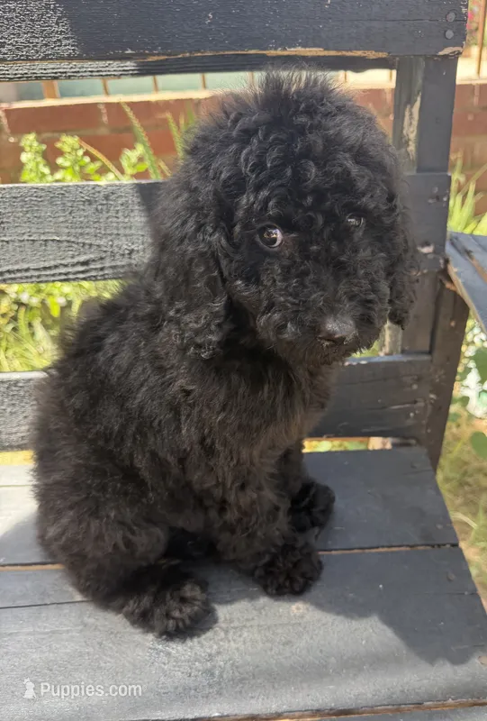 Luna – Poodle - Standard  puppy on hold in Douglas, AZ