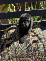 Raven, a female Poodle - Standard  for sale in Douglas, AZ – 6 of 7