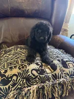 Raven, a female Poodle - Standard  for sale in Douglas, AZ – 7 of 7