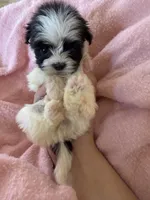 Millie , a female Shihpoo for sale in Douglas, AZ – 2 of 10