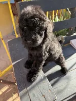 Luna, a female Poodle - Standard  for sale in Douglas, AZ – 8 of 10