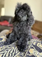 Raven, a female Poodle - Standard  for sale in Douglas, AZ – 3 of 10