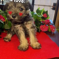 Stella, a female Miniature Schnauzer for sale in Douglas, AZ – Photo 8 of 8