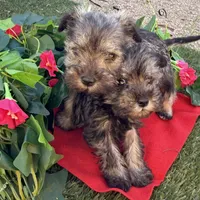 Stella, a female Miniature Schnauzer for sale in Douglas, AZ – Photo 4 of 8