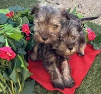 Stella, a female Miniature Schnauzer for sale in Tucson, AZ – Photo 4 of 8