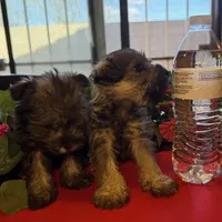 Stella, a female Miniature Schnauzer for sale in Douglas, AZ – Photo 7 of 8