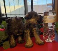 Stella, a female Miniature Schnauzer for sale in Tucson, AZ – Photo 7 of 8