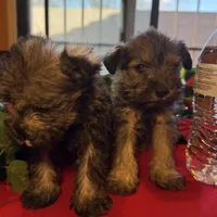 Stella, a female Miniature Schnauzer for sale in Douglas, AZ – Photo 6 of 8