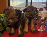Stella, a female Miniature Schnauzer for sale in Tucson, AZ – Photo 6 of 8