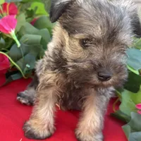 Stella, a female Miniature Schnauzer for sale in Douglas, AZ – Photo 3 of 8