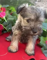 Stella, a female Miniature Schnauzer for sale in Tucson, AZ – Photo 3 of 8