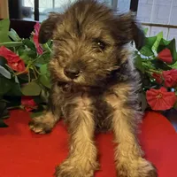 Stella, a female Miniature Schnauzer for sale in Douglas, AZ – Photo 2 of 8