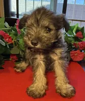 Stella, a female Miniature Schnauzer for sale in Tucson, AZ – Photo 2 of 8