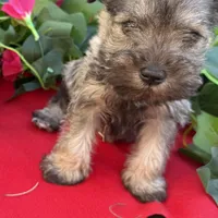 Stella, a female Miniature Schnauzer for sale in Douglas, AZ – Photo 5 of 8
