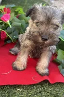 Stella, a female Miniature Schnauzer for sale in Tucson, AZ – Photo 5 of 8