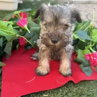 Stella, a female Miniature Schnauzer for sale in Douglas, AZ – Photo 1 of 8