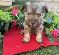 Stella, a female Miniature Schnauzer for sale in Tucson, AZ – Photo 1 of 8