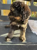 Bandit, a male Poodle - Standard  for sale in Douglas, AZ – 7 of 9